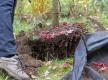 Baum ins Pflanzloch setzen