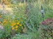 Reihen geschlossen im Blumenbeet