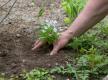 Eingepflanztes Gartenjuwel