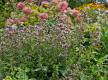 Klassiker unter den Küchenkräutern: Oregano