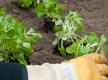 Einsetzen von Gemüsejungpflanzen wie Kopfsalat, Kohlrabi und Porree
