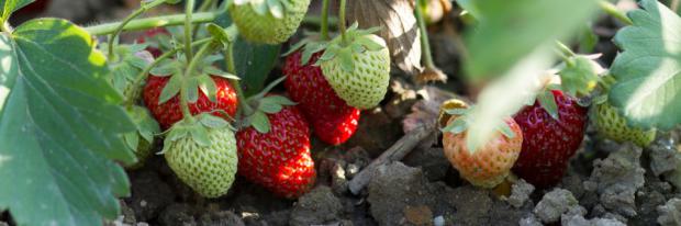 Reifende Erdbeeren im Beet