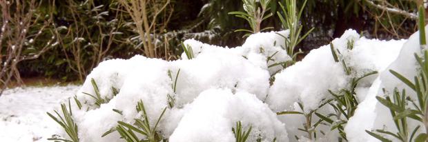 Schnee auf Rosmarin im Garten im Januar