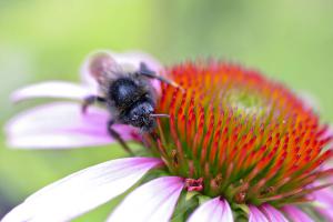 Zurück zur Natur: Die 10 wichtigsten Bienenpflanzen