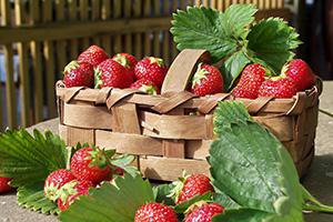 Erdbeeren – Mit Pflege zum roten Genuss aus dem Garten