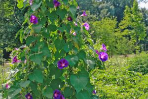 Die 10 eifrigsten Kletterpflanzen für den Garten