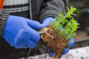 Minze vermehren: Rhizome teilen und einpflanzen
