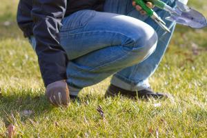 Richtige Rasenpflege: So behält der Rasen seine Pracht