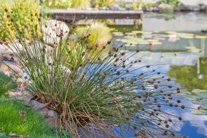 10 gartenfreundliche Teichrandpflanzen und Uferpflanzen