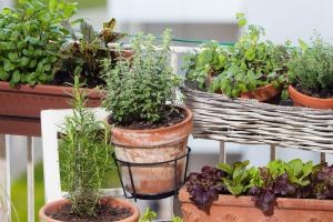 Urban Gardening – Stadtmensch trifft Natur