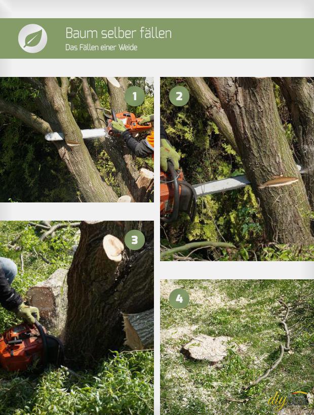 Baum Fällen Anleitung.pdf / Schneiden Und Fallen Auf